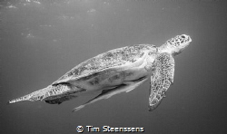 Green Turtle with Remora by Tim Steenssens 